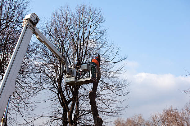 Best Storm Damage Tree Cleanup  in Douglass, KS